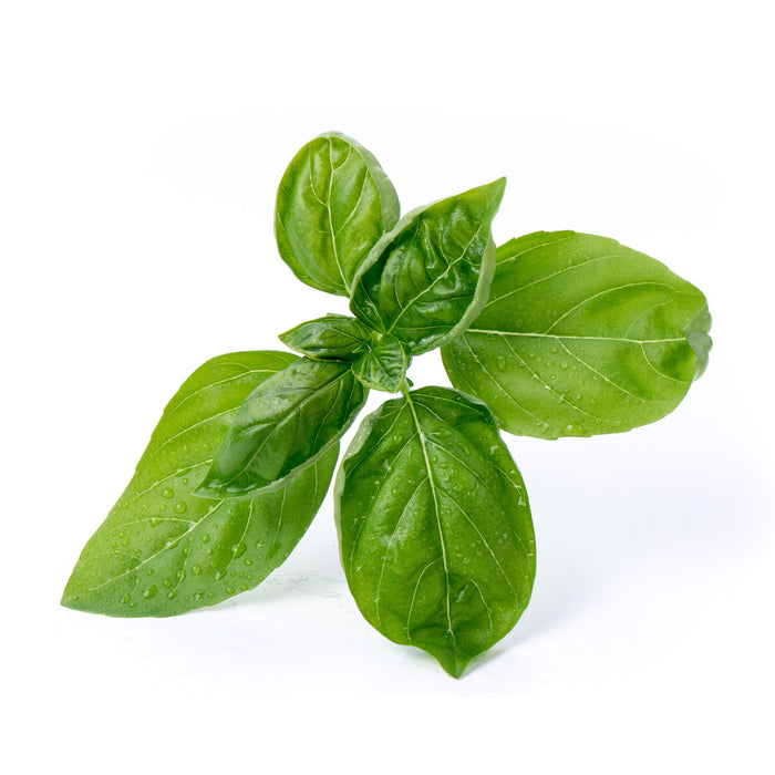 Veritable Lingot Sweet Basil Organic